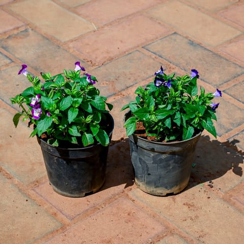 Set of 2 - Wishbone / Torenia (Any Colour) in 4 Inch Nursery Pot