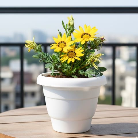 Gazania (Any Colour) in 8 Inch White Classy Plastic Pot