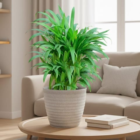 Areca Palm (~ 1 Ft) in 5 Inch White Avora Premium Plastic Planter
