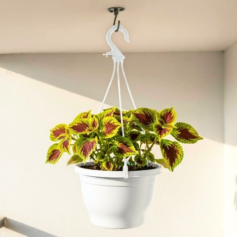 Coleus (Any Colour) in 7 Inch White Premium Evara Hanging Plastic Pot
