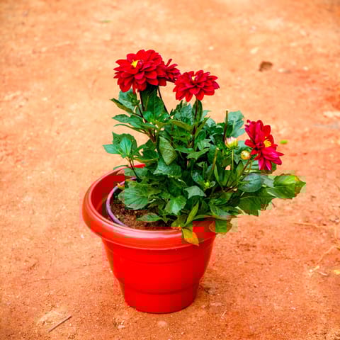 Dahlia (Any Colour) in 8 Inch Terracotta Red Classy Plastic Pot