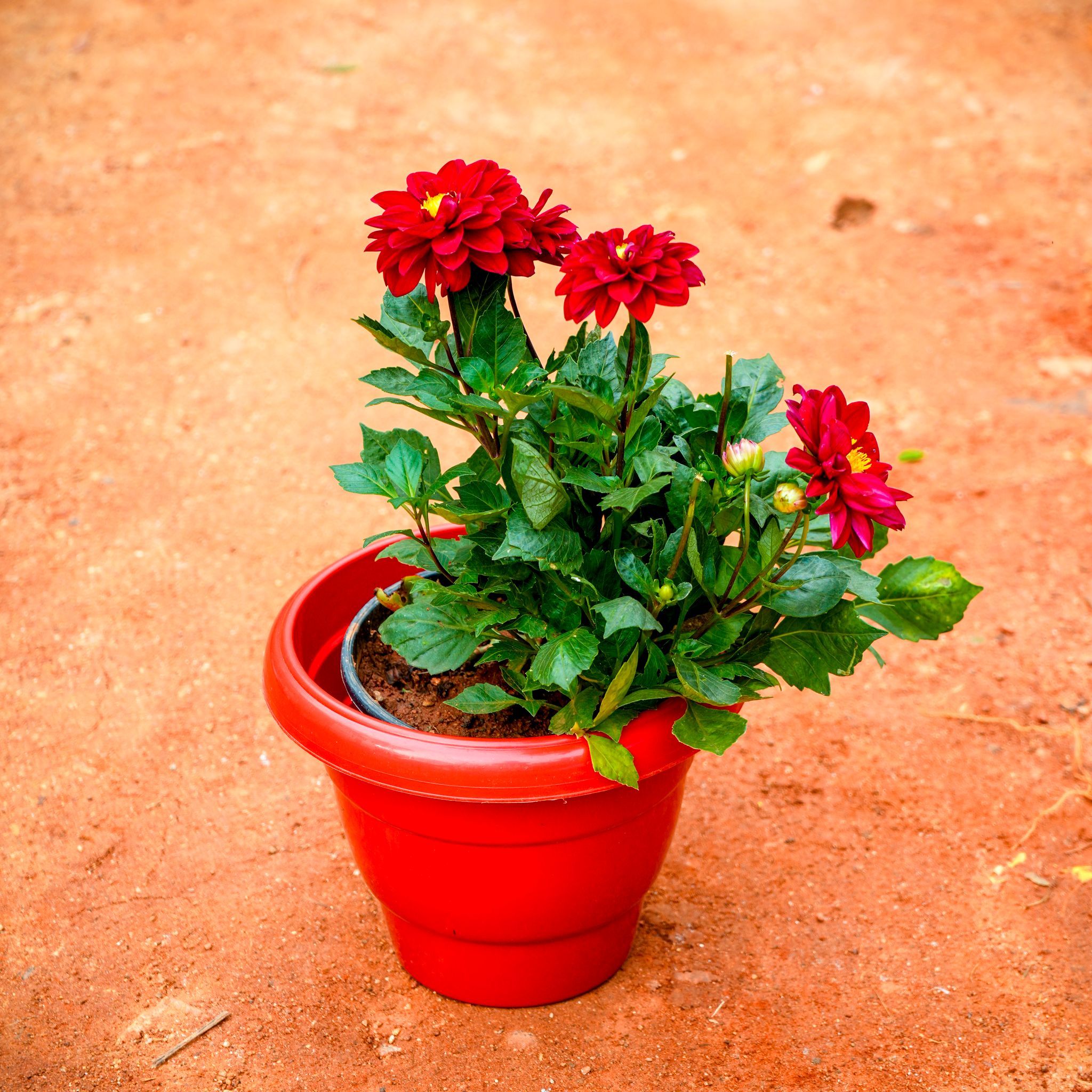 Dahlia (Any Colour) in 8 Inch Terracotta Red Classy Plastic Pot