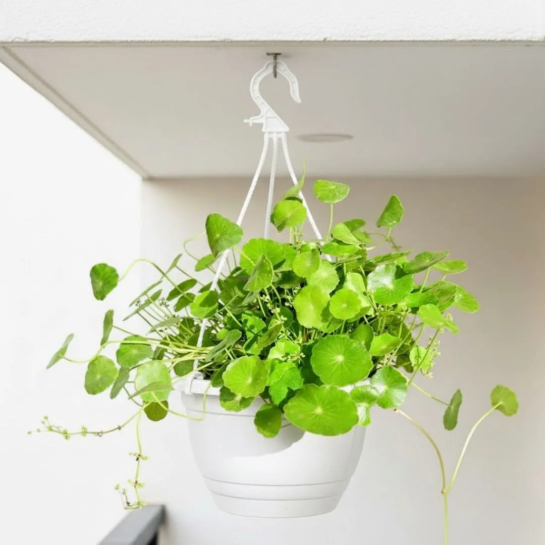 Brahmi Dollar / Pennywort / Coin Plant in 7 Inch White Premium Evara Hanging Plastic Pot