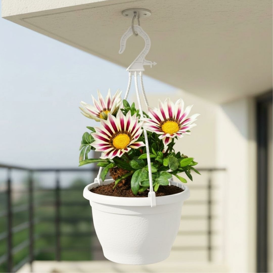 Gazania (Any Colour) in 7 Inch White Premium Evara Hanging Plastic Pot