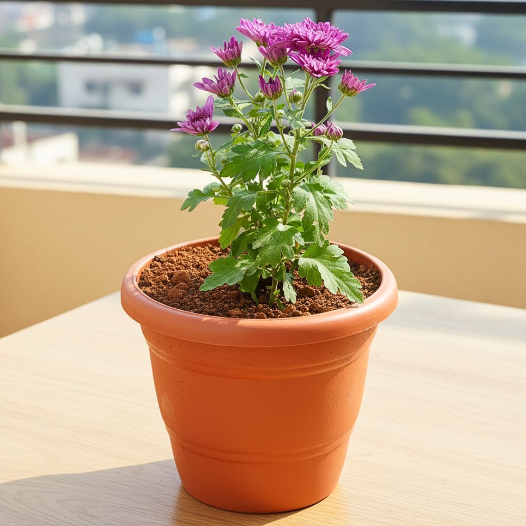 Chrysanthemum / Shevanti / Guldawari (Any Colour) in 8 Inch Terracotta Red Classy Plastic Pot