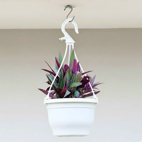 Rhoeo / Durangi Bicolour in 7 Inch White Premium Evara Hanging Plastic Pot