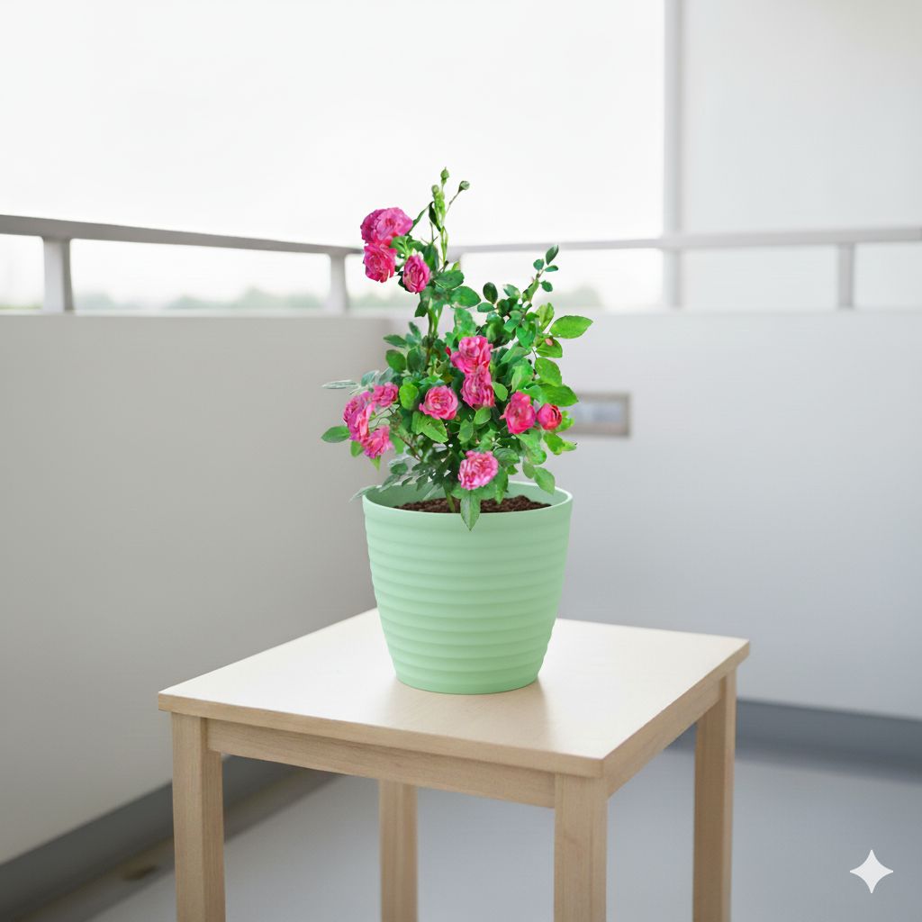 Button Rose / Gulab Pink in 6 Inch Pastel Green Avora Premium Plastic Planter