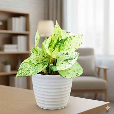 Money Plant Marble in 5 Inch White Avora Premium Plastic Planter