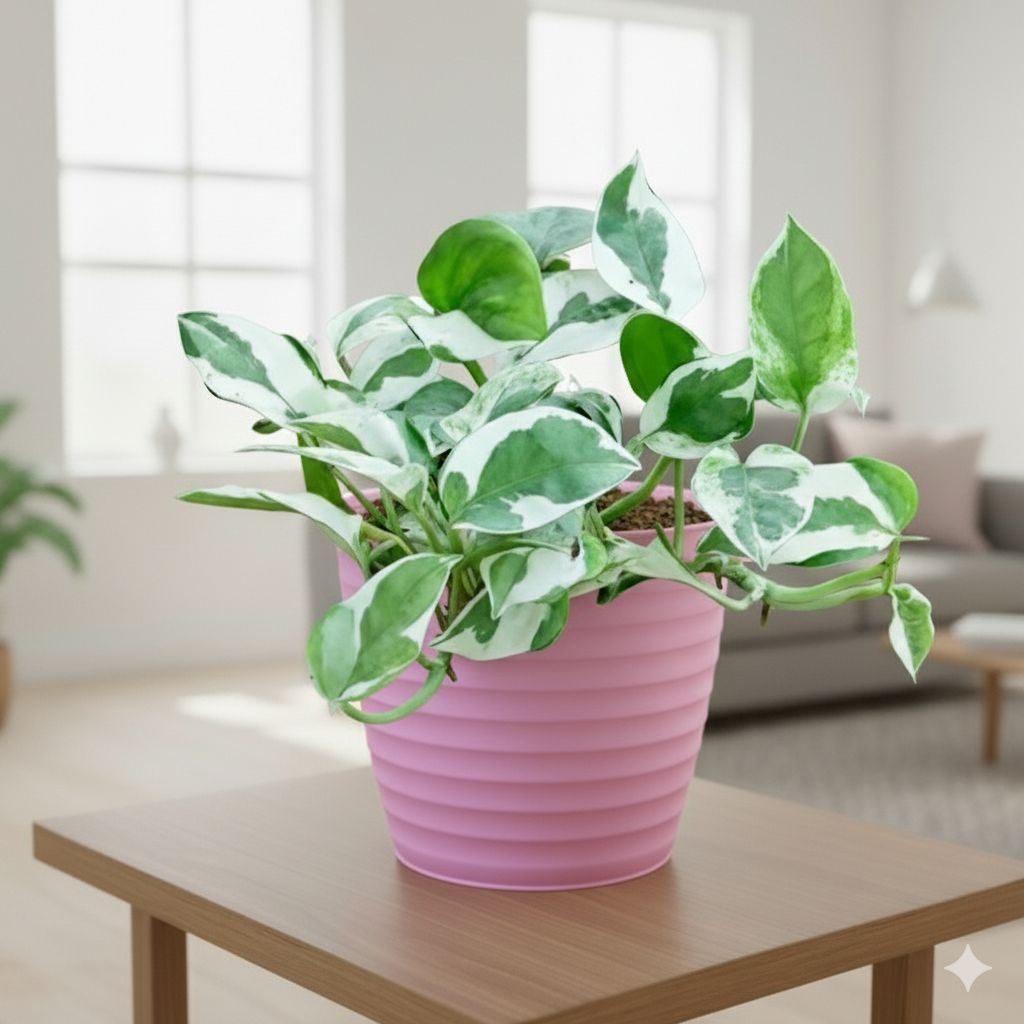Money Plant N'Joy in 5 Inch Candy-Blush Pink Avora Premium Plastic Planter