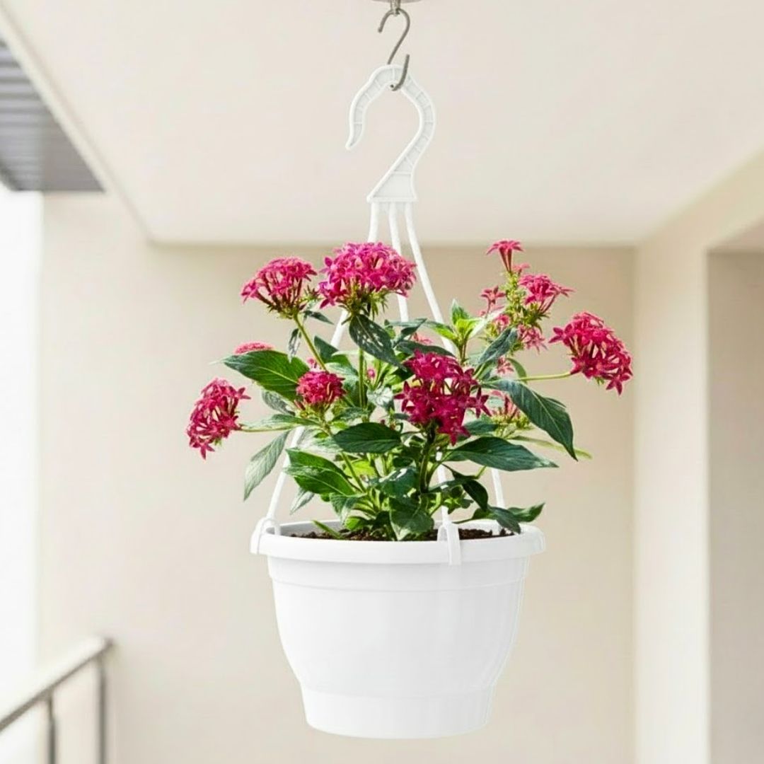 Pentas (Any Colour) in 7 Inch White Premium Evara Hanging Plastic Pot