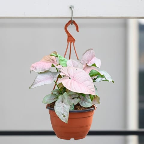 Syngonium Pink in 7 Inch Live Fresh Plant Terracotta Red Premium Evara Hanging Plastic Pot in Sector 6