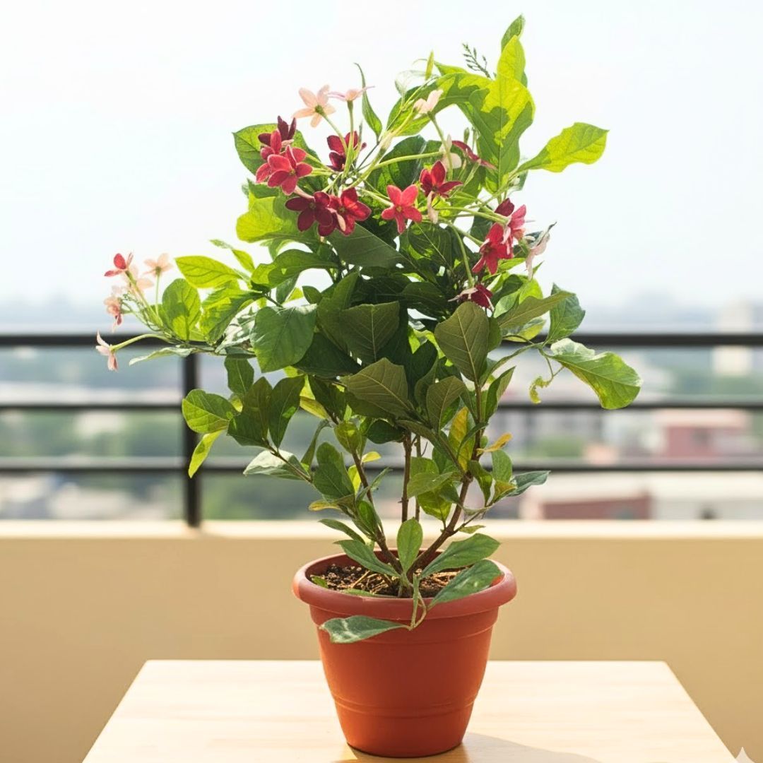 Rangoon Creeper / Madhu Malti (Any Colour) in 8 Inch Terracotta Red Classy Plastic Pot