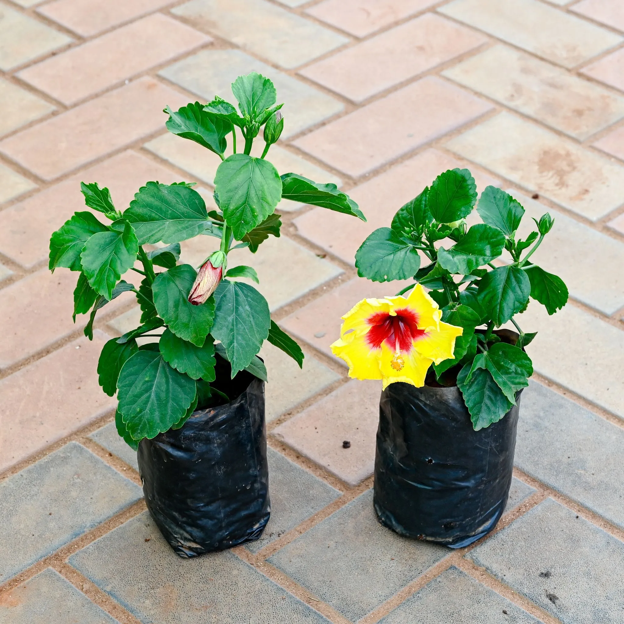 Set of 2 - Hibiscus / Gudhal Dwarf (Any Colour) in 4 Inch Nursery Bag