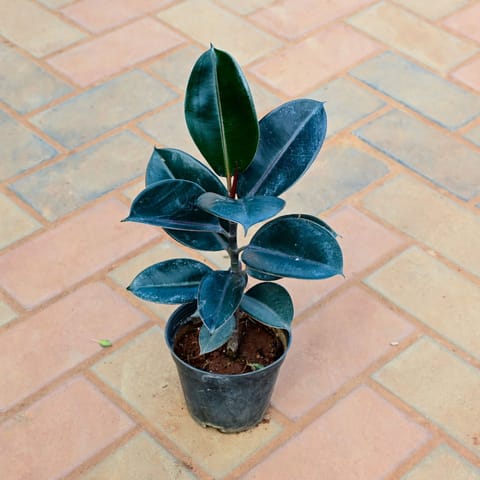 Rubber Black (~1.5 fT) in 5 Inch Nursery Pot