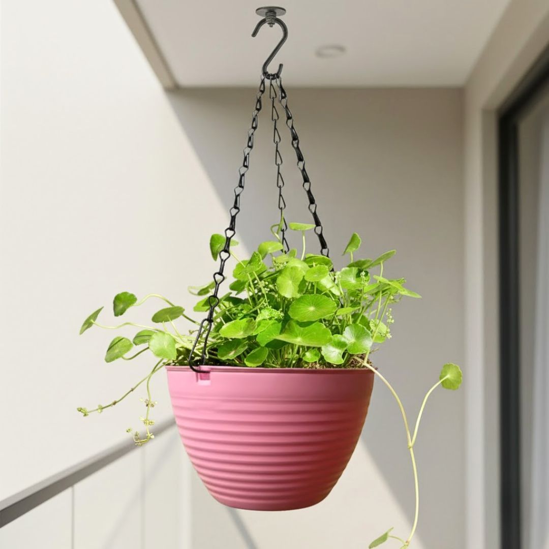Brahmi Dollar / Pennywort / Coin Plant in 7 Inch Candyblush Pink Premium Zylo Hanging Plastic Basket