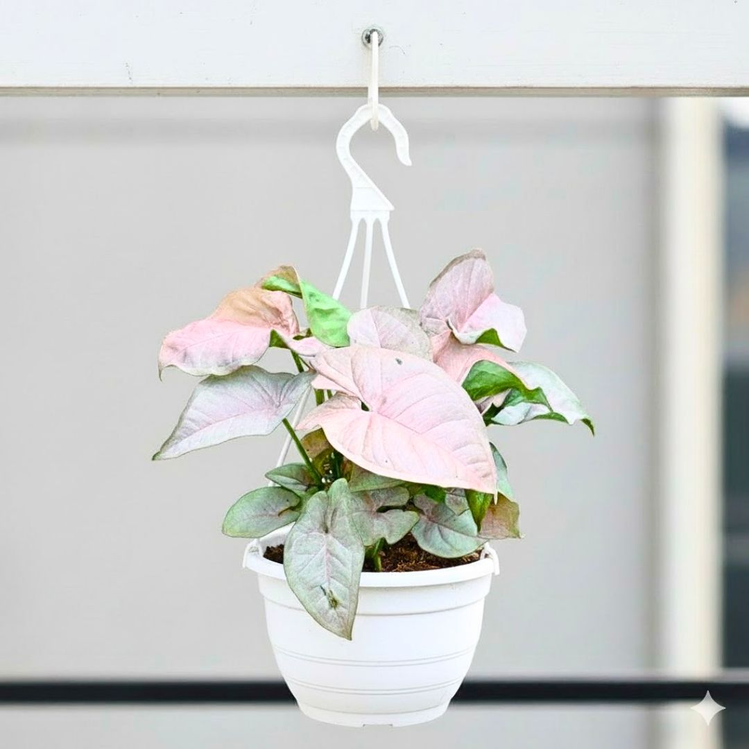 Syngonium Pink in 7 Inch White Premium Evara Hanging Plastic Pot