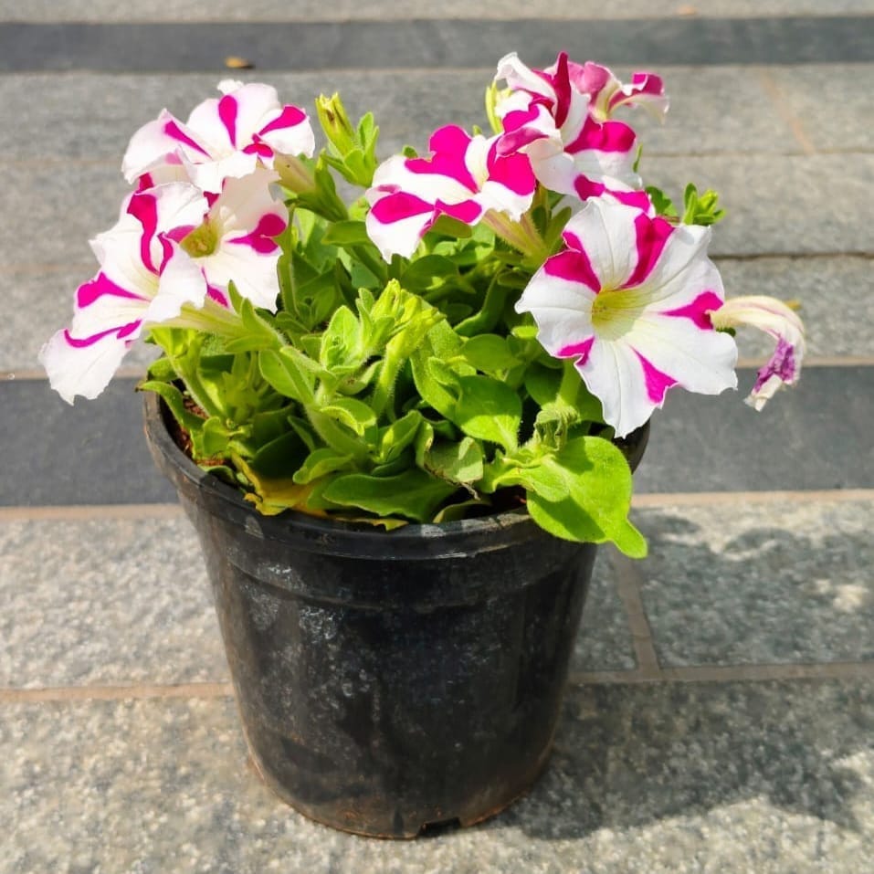 Petunia Colourful in 4 Inch Nursery Pot