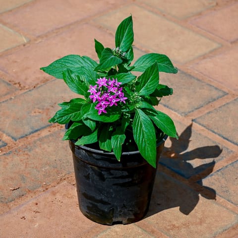 Pentas (Any Colour) in 5 Inch Nursery Pot