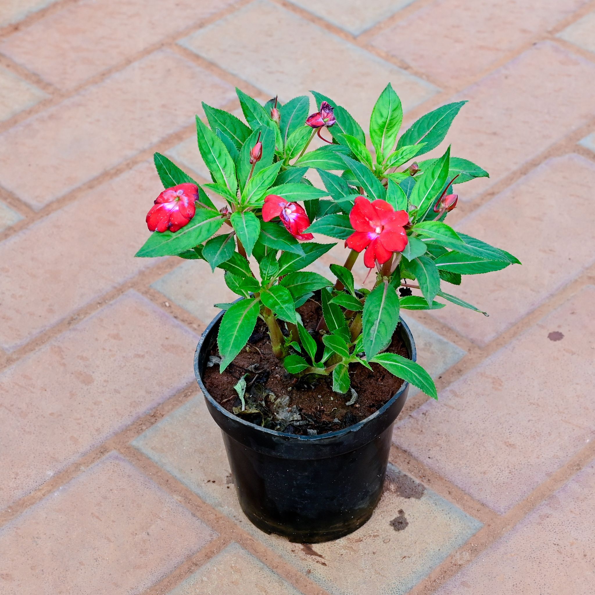 Balsam Red in 5 Inch Nursery Pot