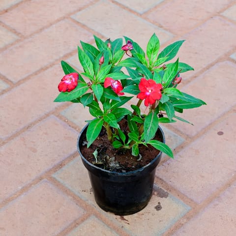 Balsam Red in 5 Inch Nursery Pot