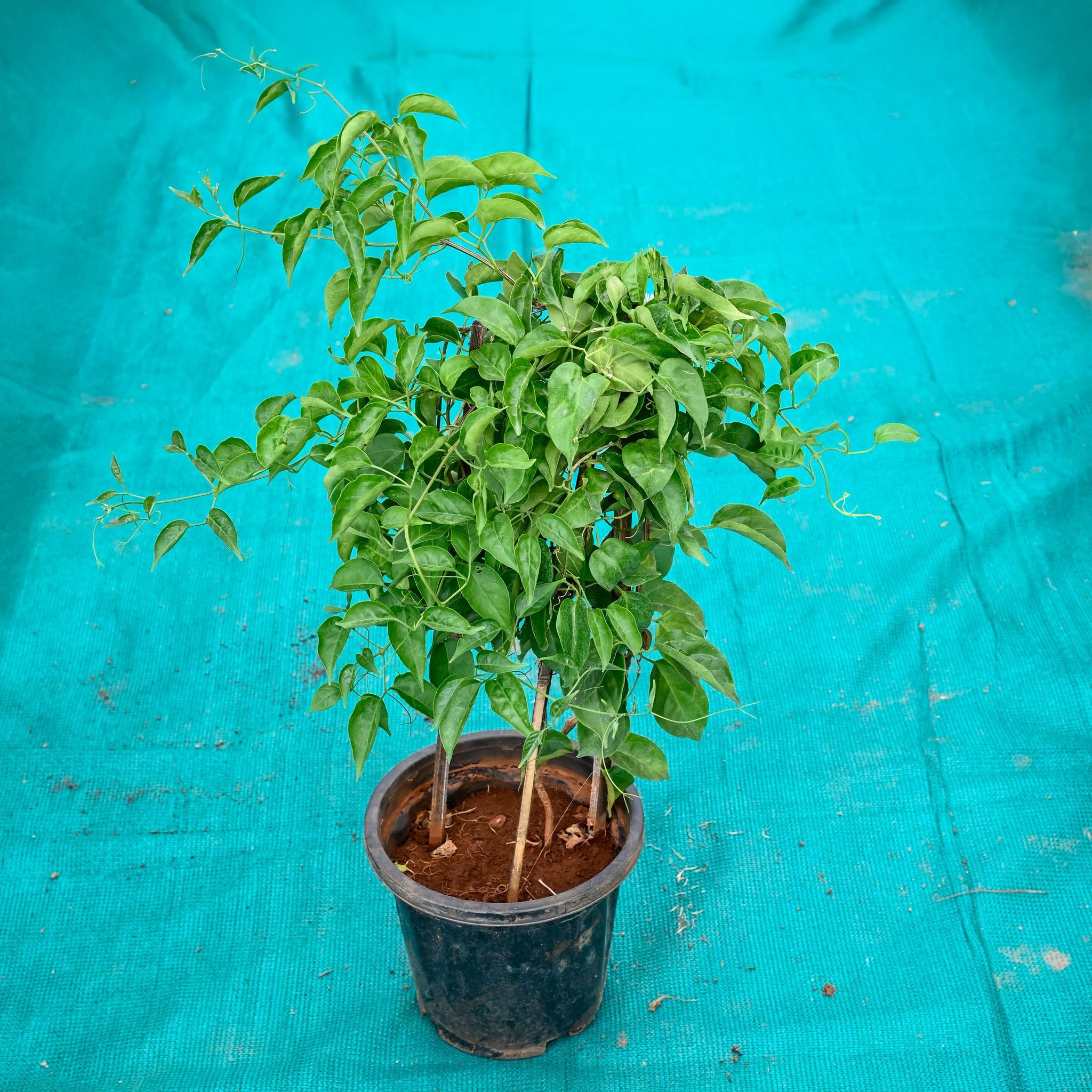 Begonia Venusta Creeper in 10 Inch Nursery Pot