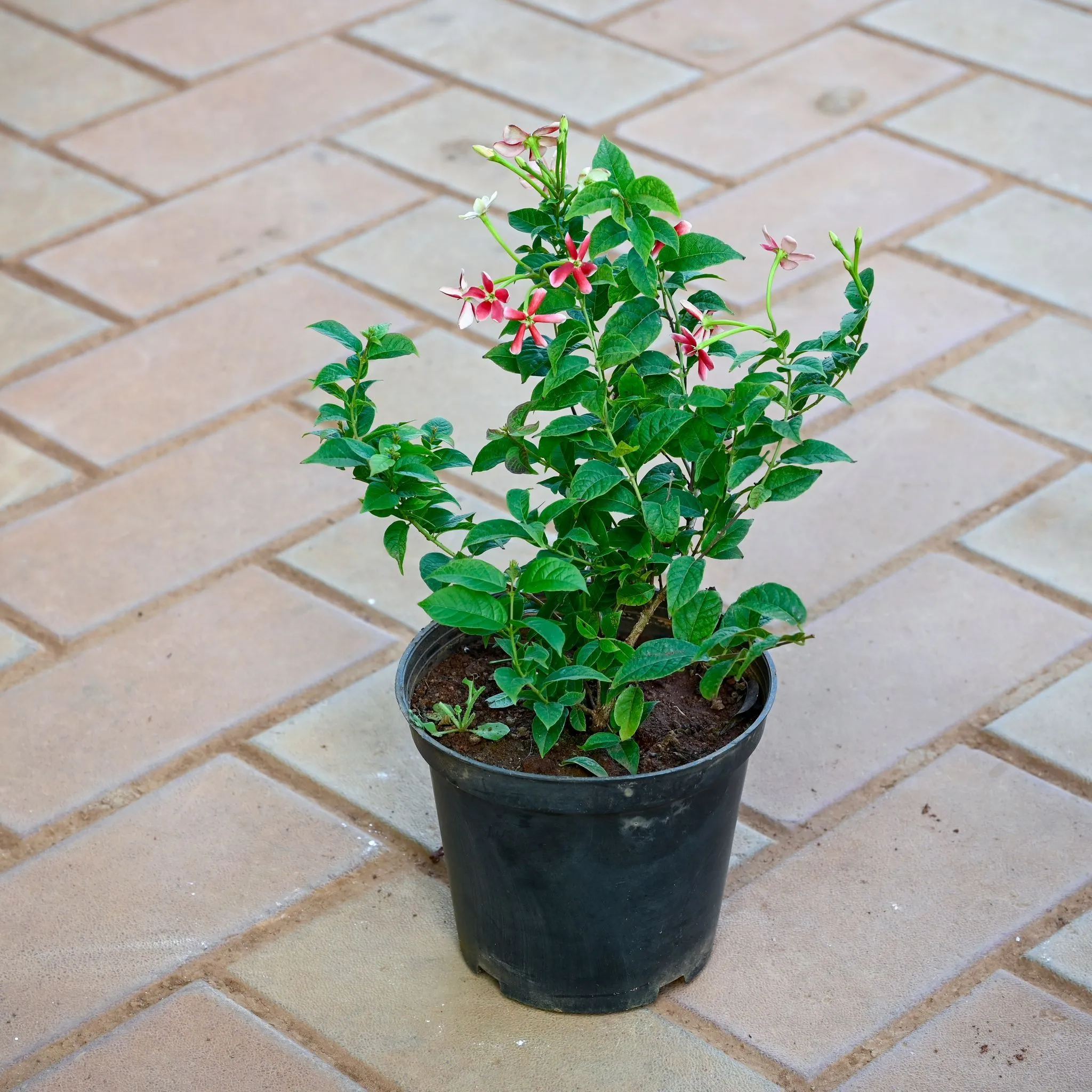 Rangoon Creeper / Madhu Malti (Any Colour) in 5 Inch Nursery Pot