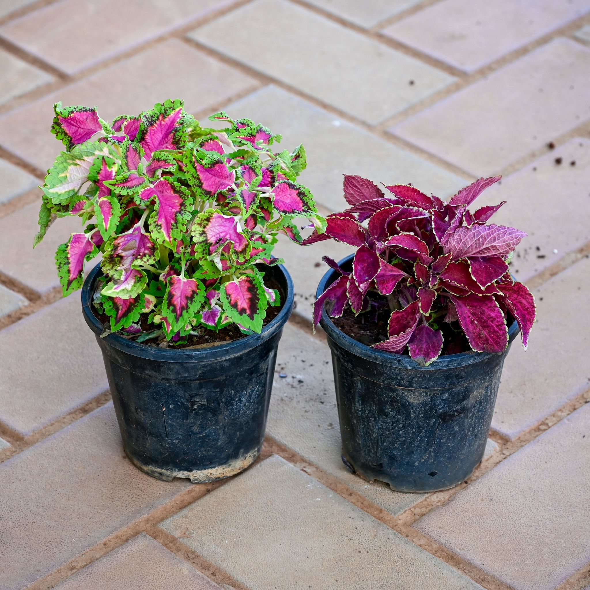 Set of 2 - Coleus (Any Colour) in 5 Inch Nursery Pot