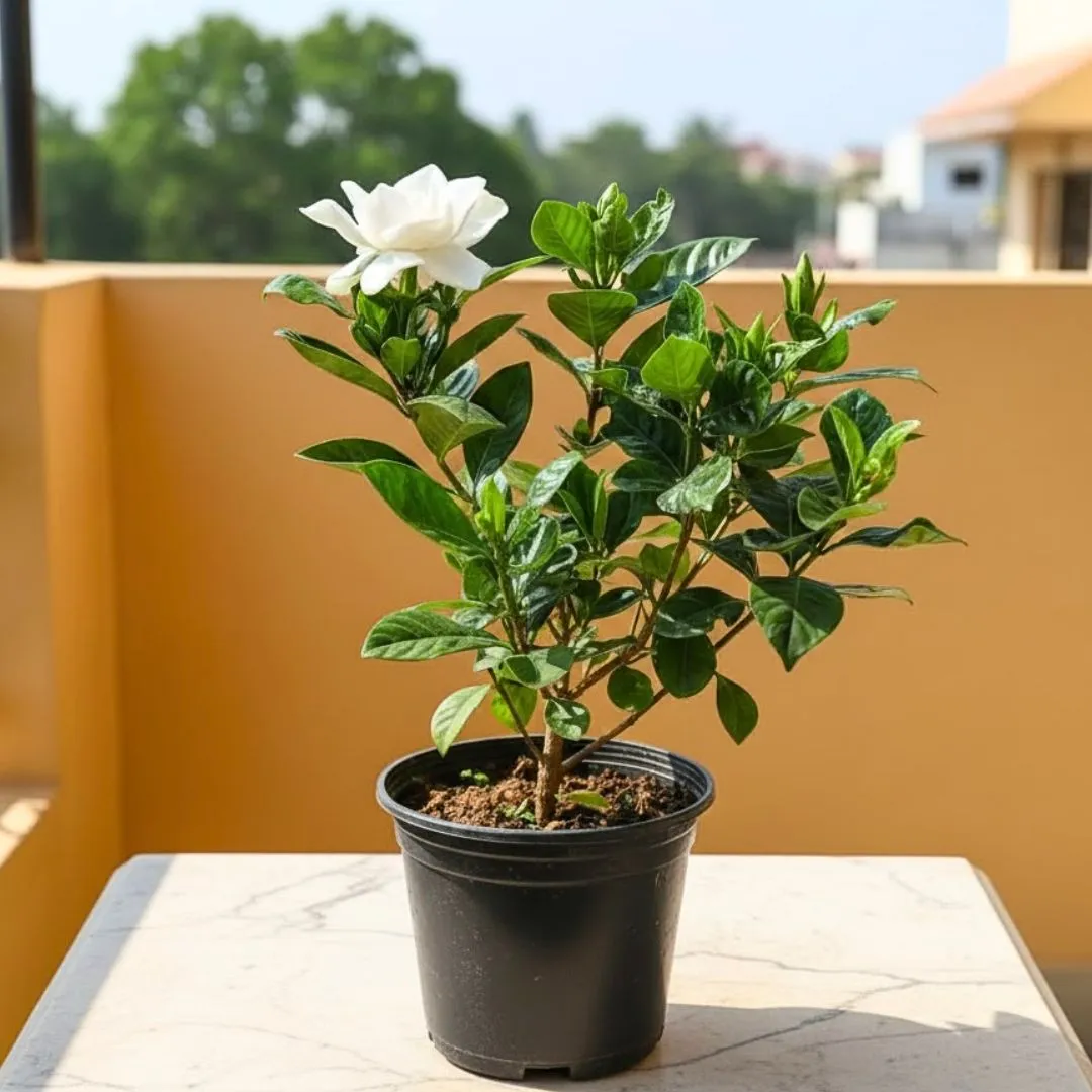 Gardenia / Gandhraaj in 5 Inch Nursery Pot