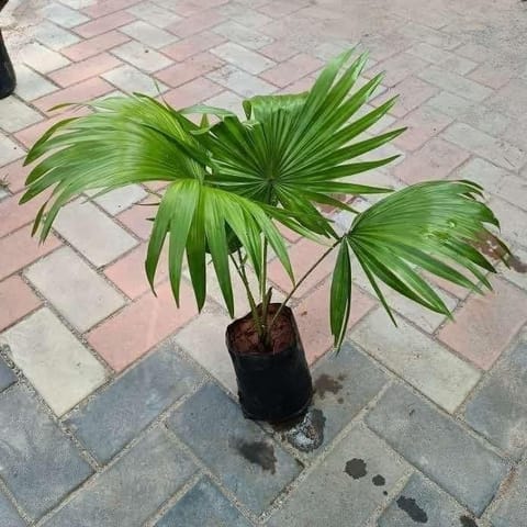 Chinese Fan Palm in 6 Inch Nursery Bag