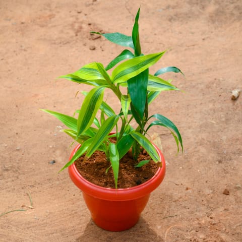 Lucky Bamboo Golden in 8 Inch Terracotta Red Classy Plastic Pot