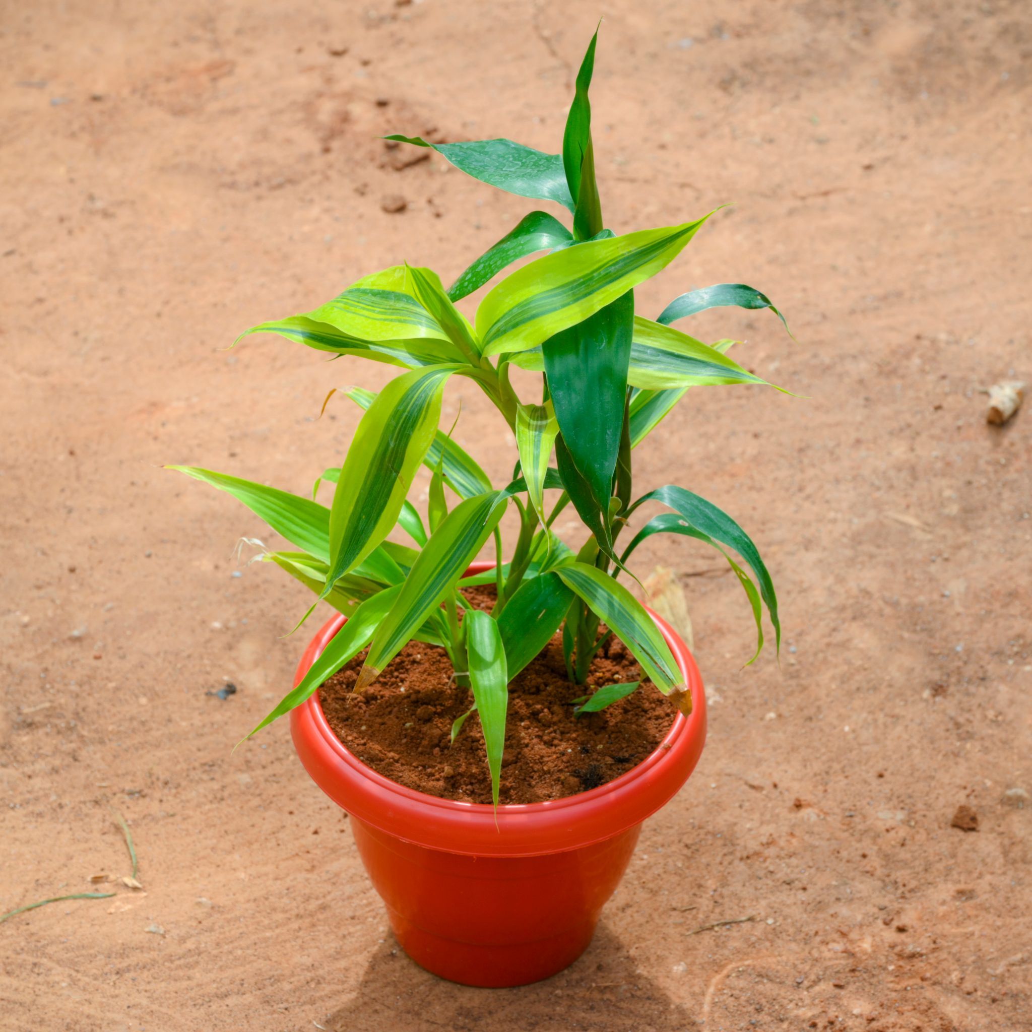 Lucky Bamboo Golden in 8 Inch Terracotta Red Classy Plastic Pot