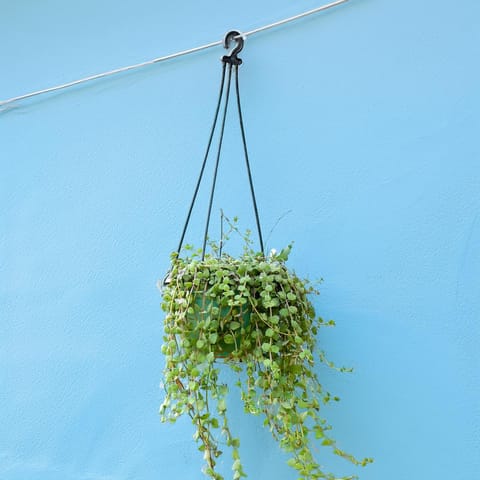 Turtle Vine Green in 6 Inch Hanging Pot