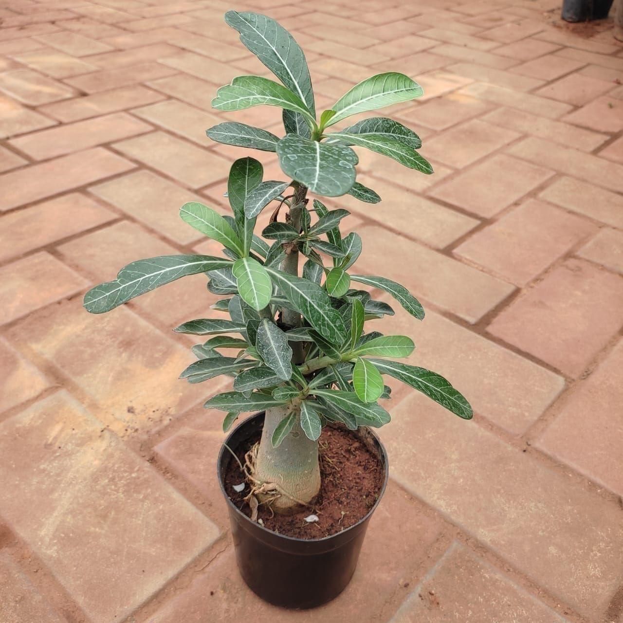 Adenium (Any Colour) in 5 Inch Nursery Pot