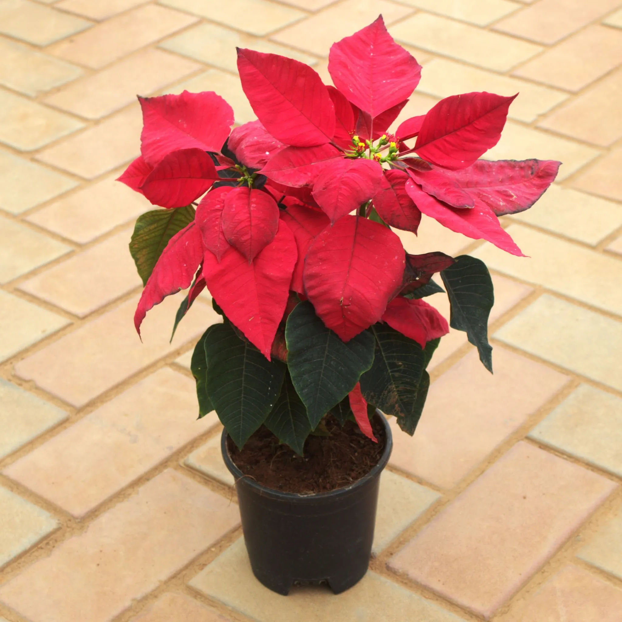 Poinsettia / Christmas Flower Red in 5 Inch Nursery Pot