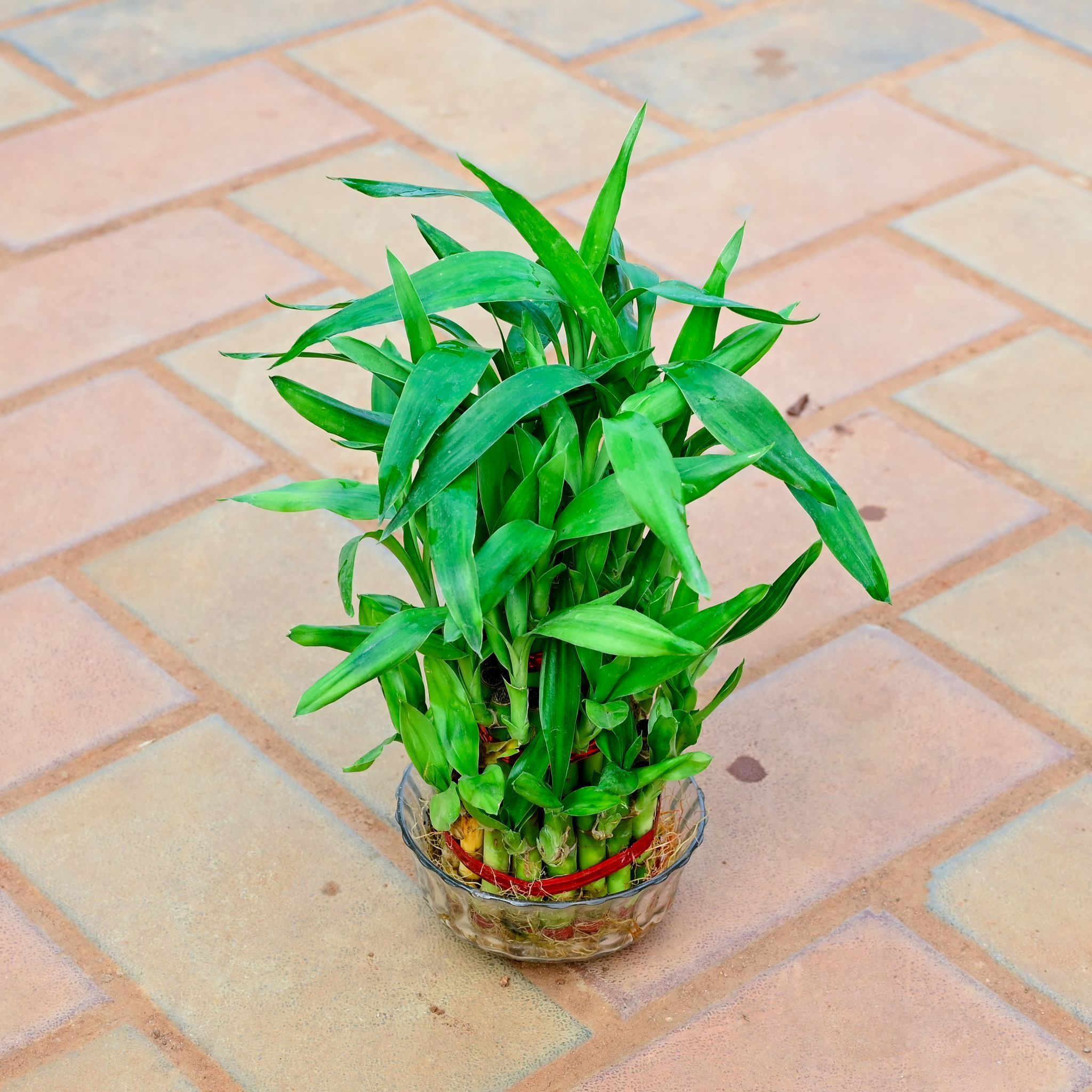 Lucky Bamboo 3 Layer in 3 Inch Glass Bowl
