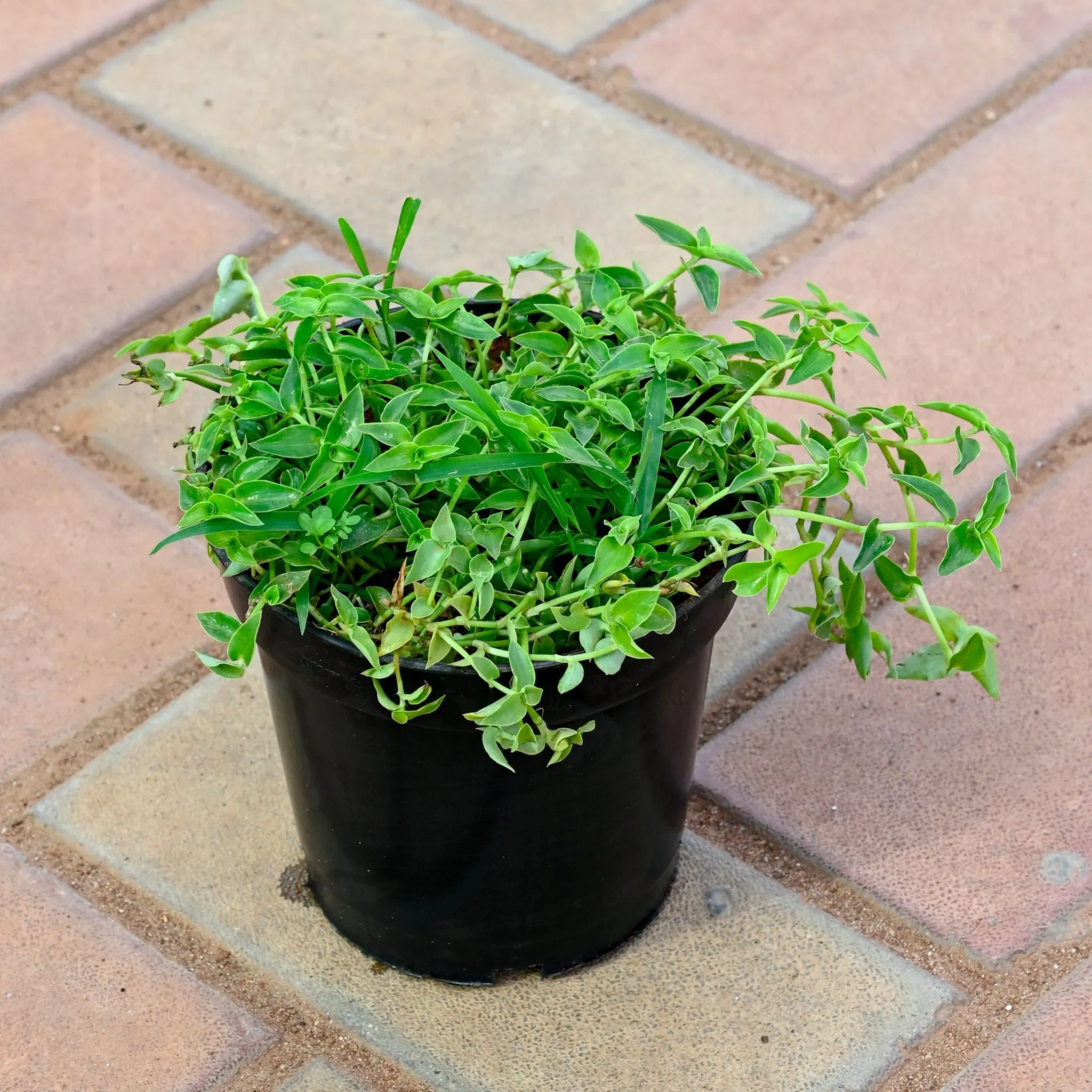 Turtle Vine Green in 5 Inch Nursery Pot