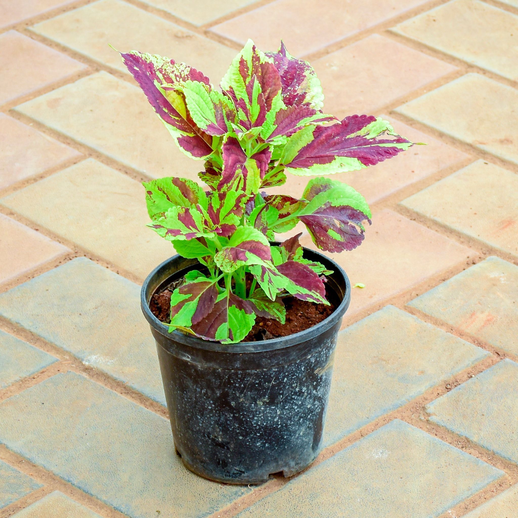 Coleus (Any Colour) in 5 Inch Nursery Pot