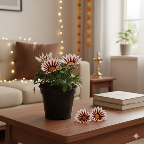 Gazania (Any Colour) in 4 Inch Nursery Pot