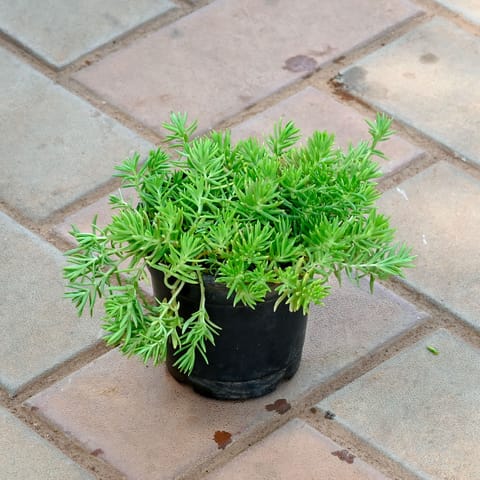 Sedum Green Succulent in 4 Inch Nursery Pot
