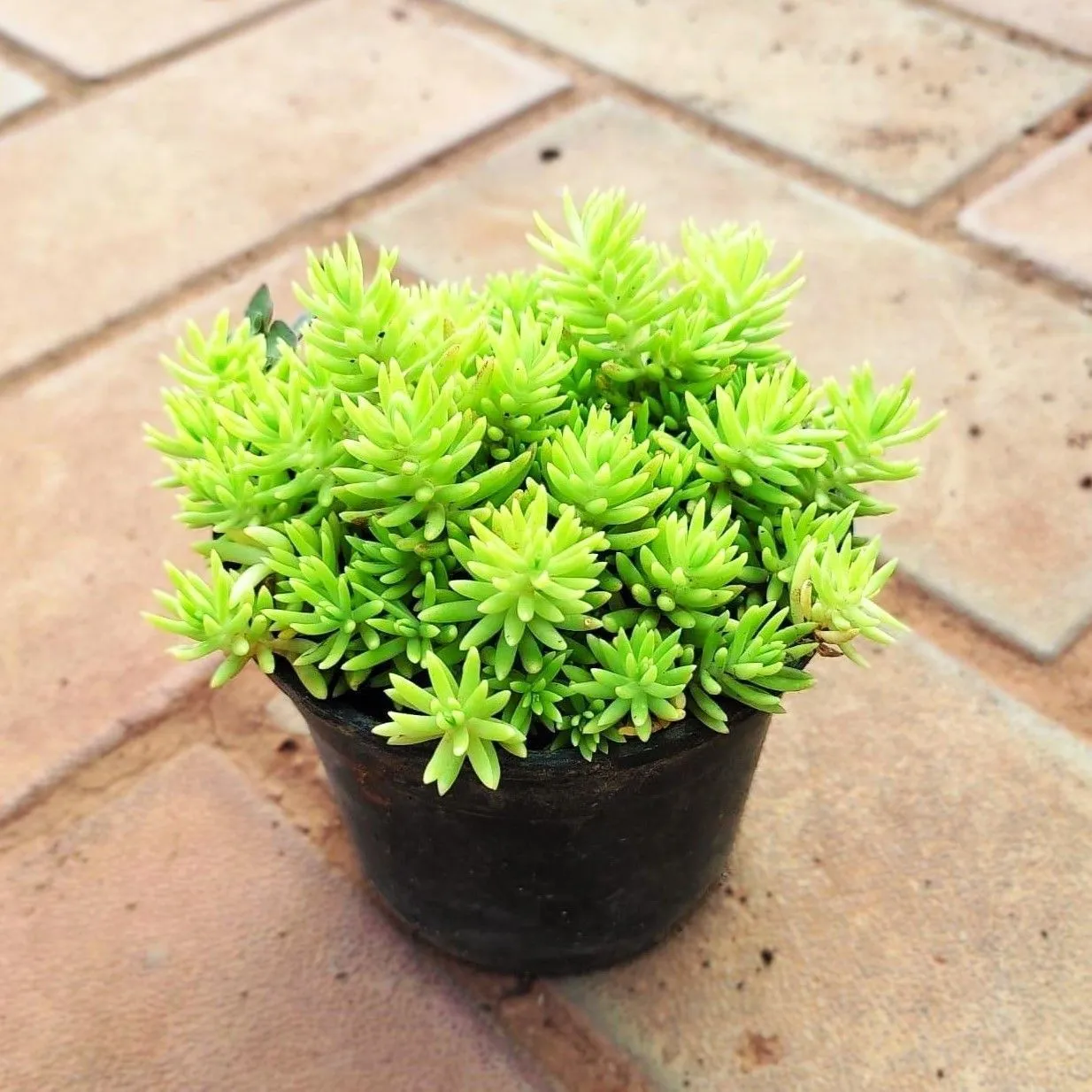 Sedum Golden Succulent in 4 Inch Nursery Pot