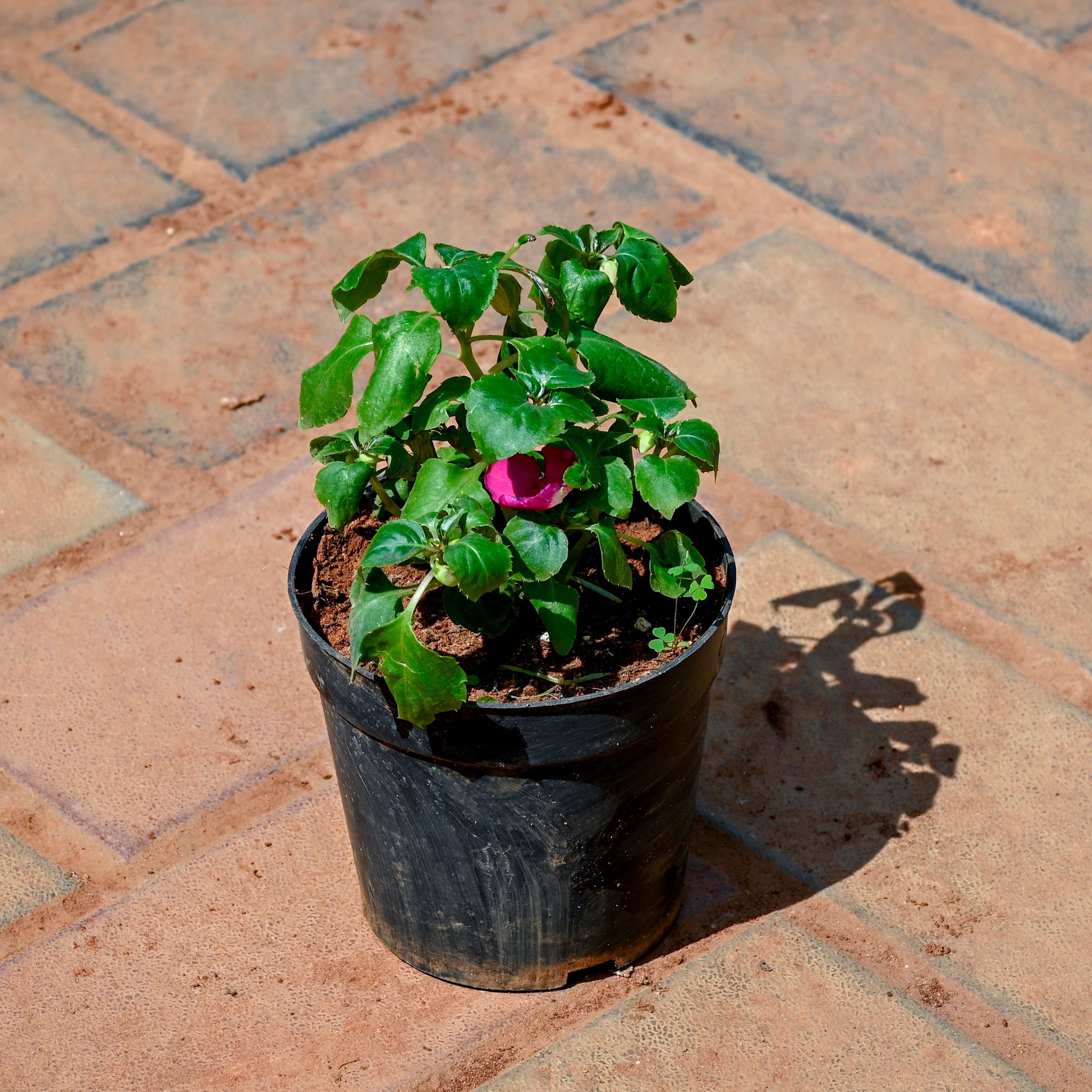 Balsam (Any Colour) in 5 Inch Nursery Pot