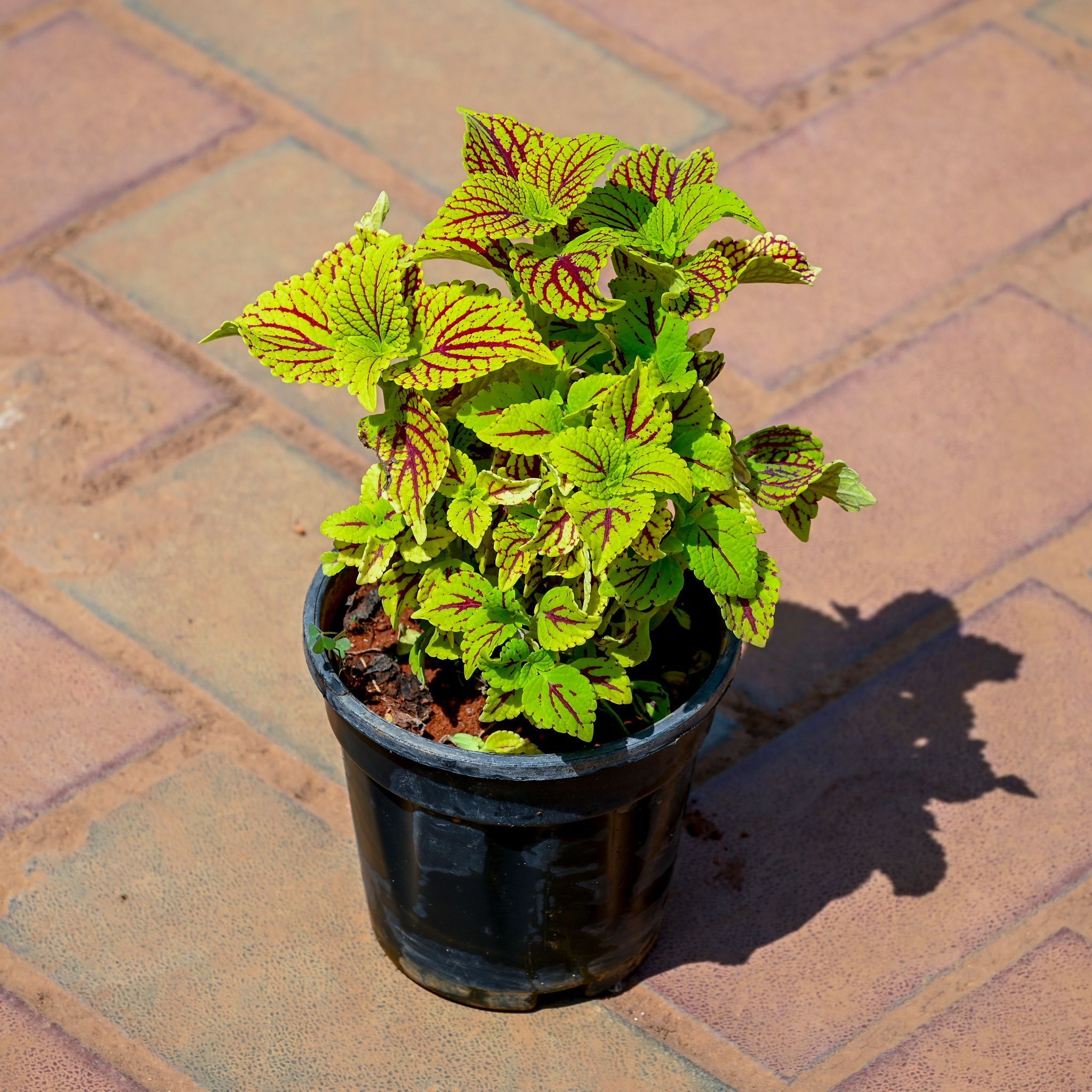Coleus Variegated Green in 5 Inch Nursery Pot