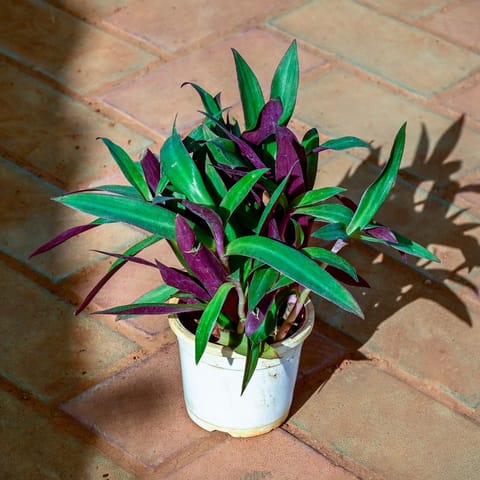 Rhoeo / Durangi Bicolour in 5 Inch Nursery Pot