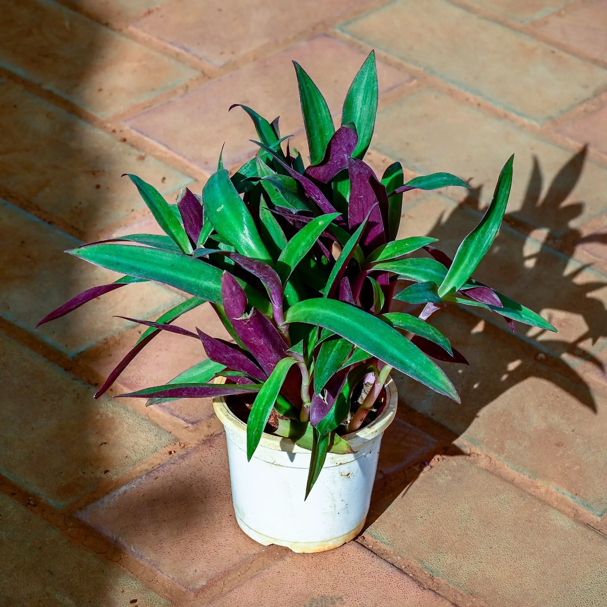 Rhoeo / Durangi Bicolour in 5 Inch Nursery Pot