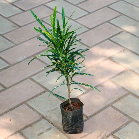 Croton Chironji in 4 Inch Nursery Bag