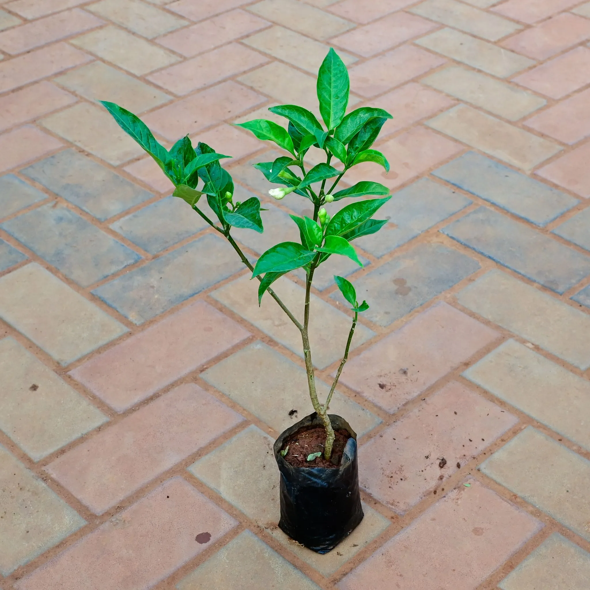 Chandni / Crape Jasmine in 4 Inch Nursery Bag