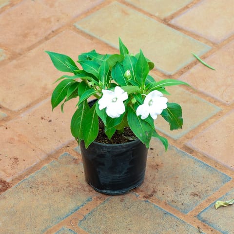 Balsam White in 5 Inch Nursery Pot