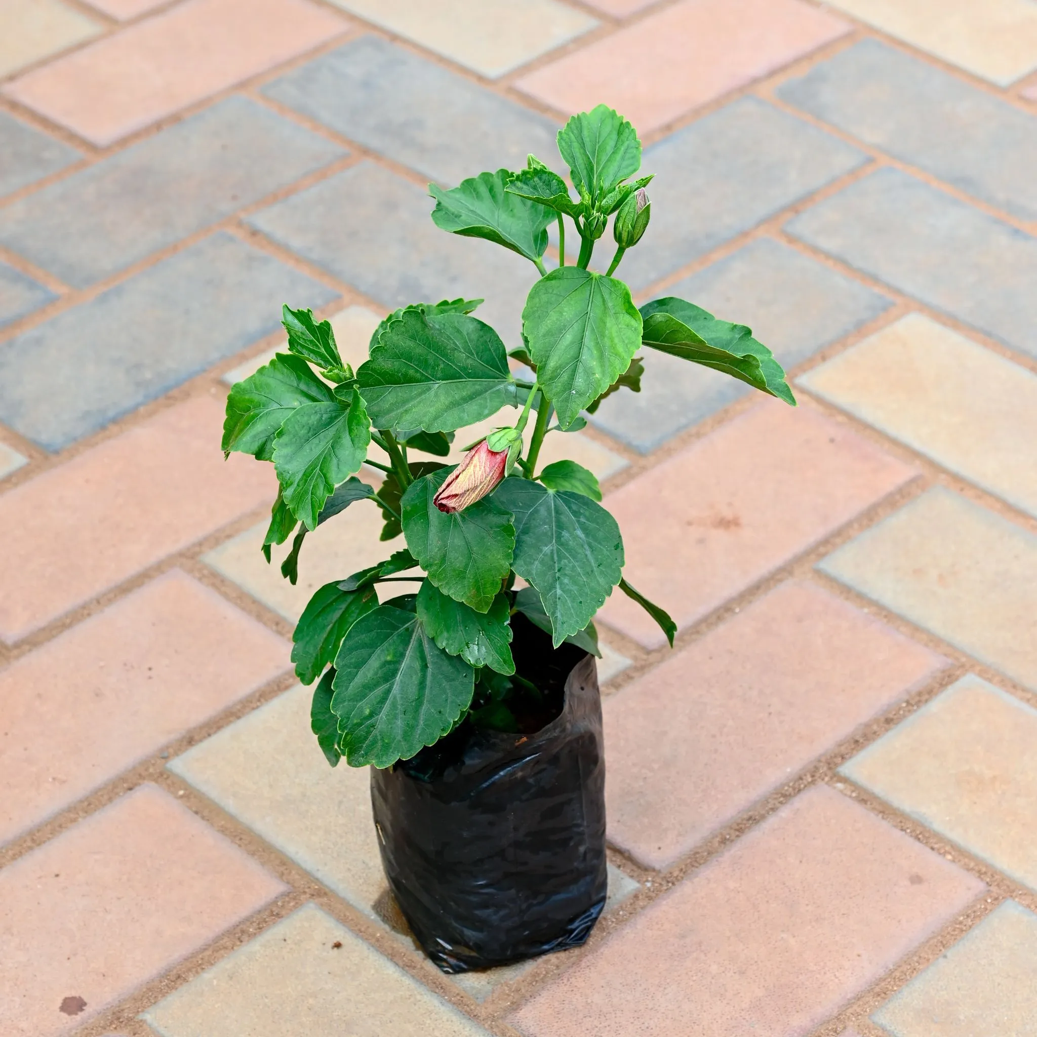 Hibiscus / Gudhal Dwarf (Any Colour) in 4 Inch Nursery Bag