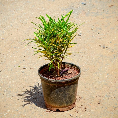 Croton Chironji in 4 Inch Black Nursery Pot