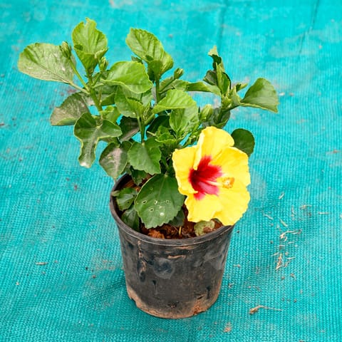 Hibiscus / Gudhal (Any Colour) in 4 Inch Black Nursery Pot